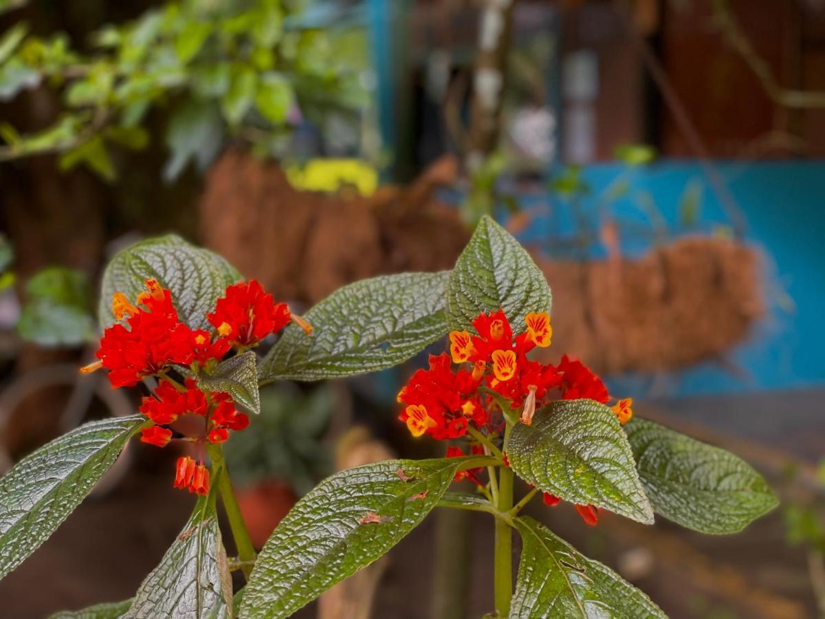 Los Amigos Jungle Hotel Тортугеро Екстер'єр фото
